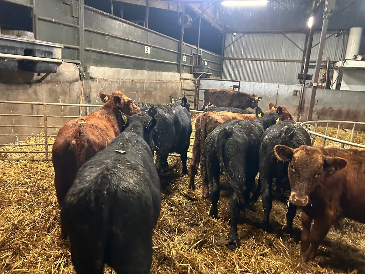 10 super march born Angus bulls - Image 3