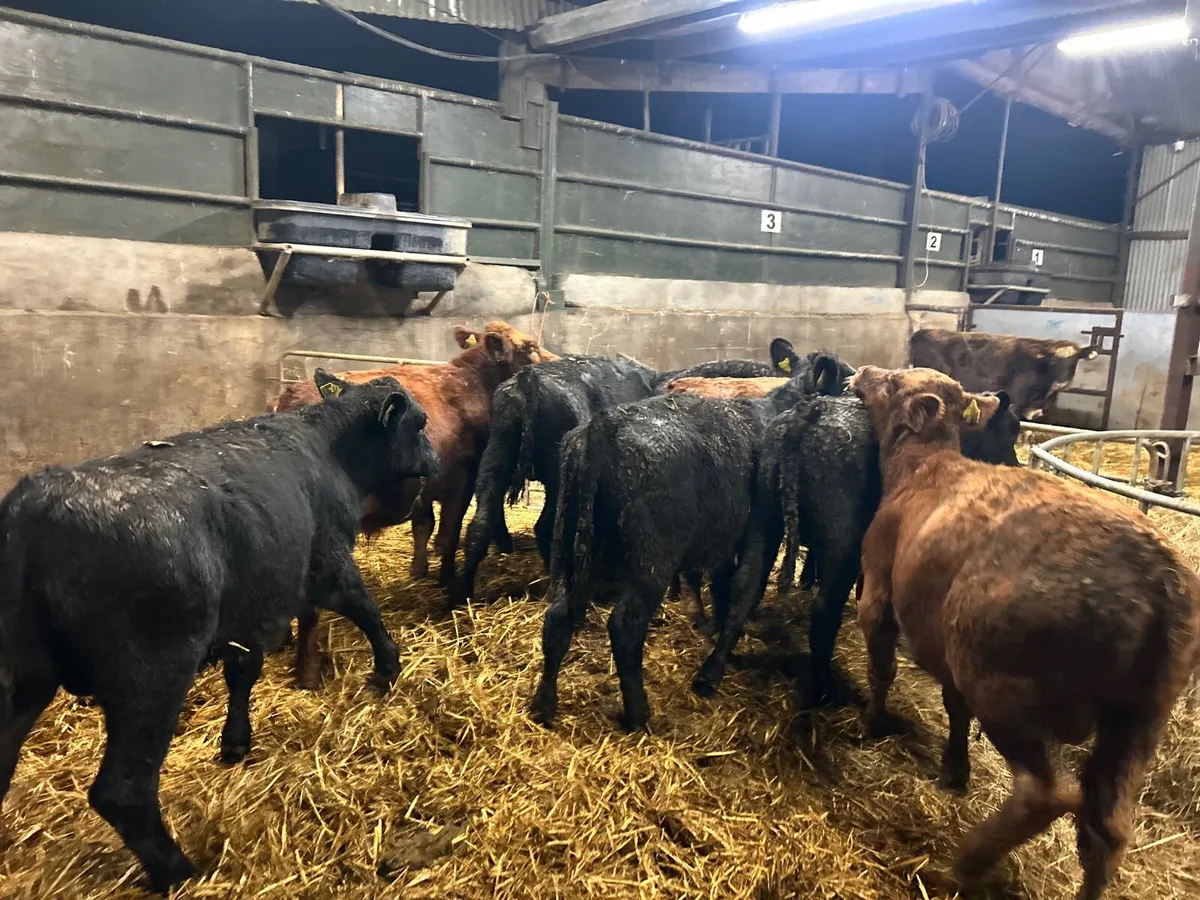 10 super march born Angus bulls - Image 4