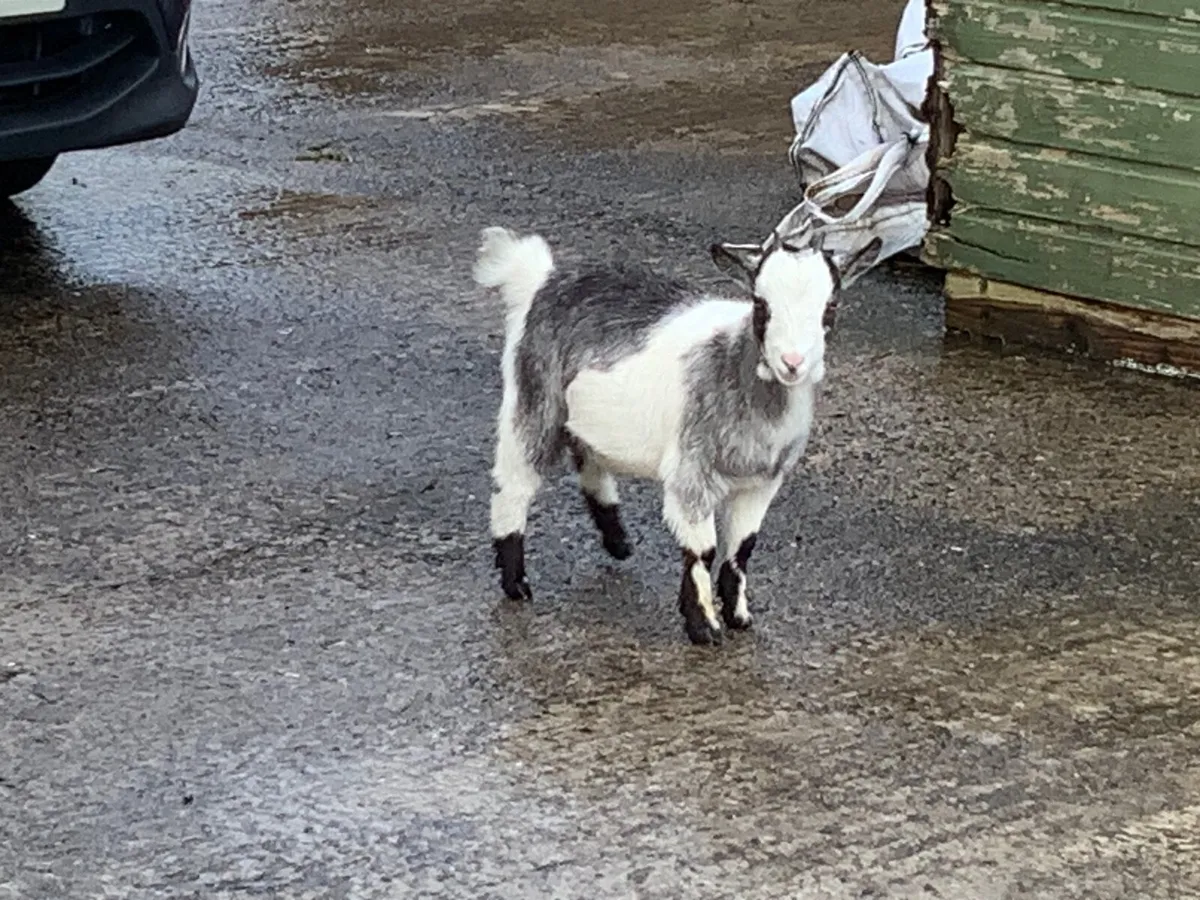 Goat - Image 1