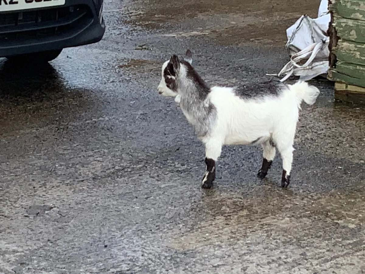 Goat - Image 2