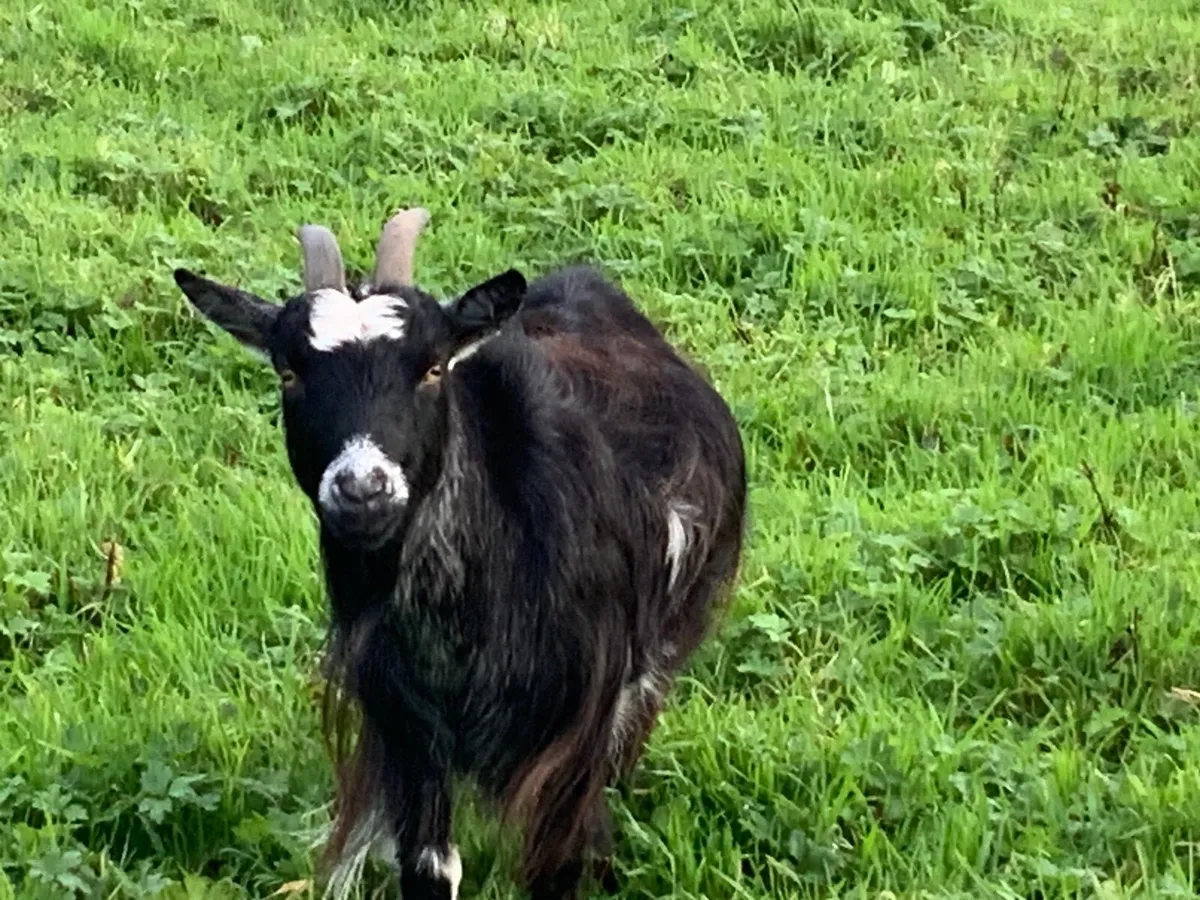Goat - Image 3