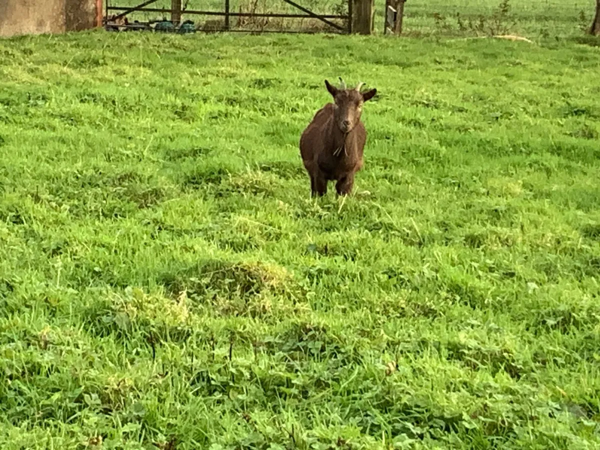 Goat - Image 4