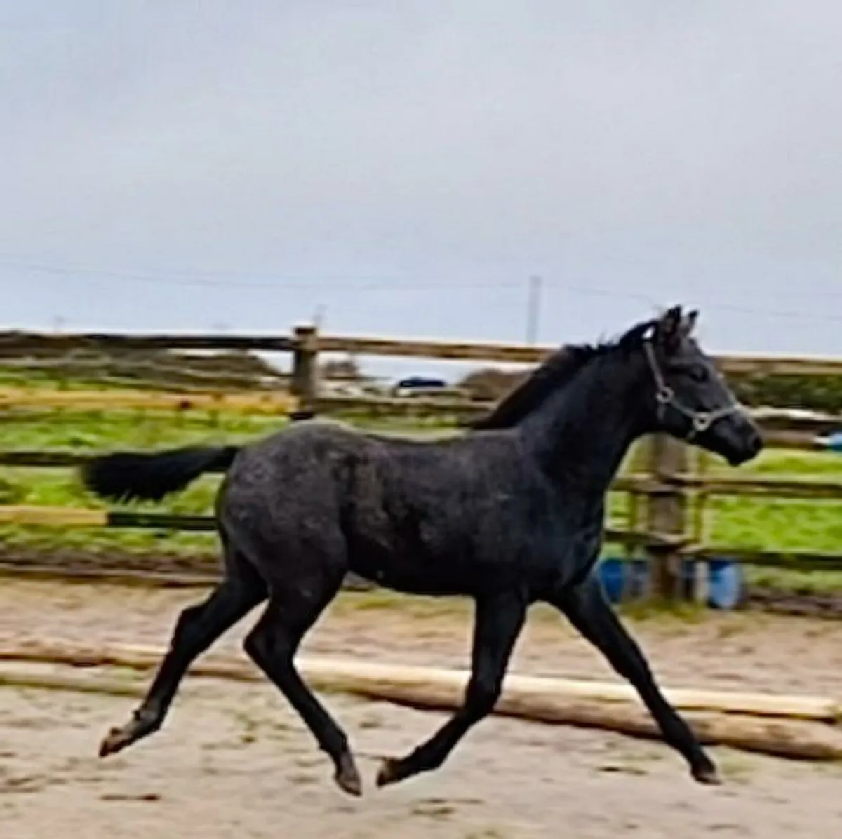 Colt foal Kings Cornet x Try Time x Clover Hill - Image 1