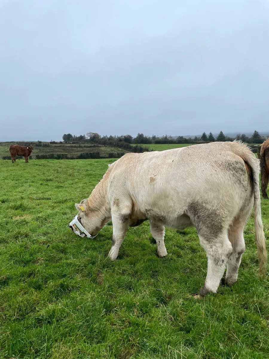 4 star Charolais Heifer - Image 1