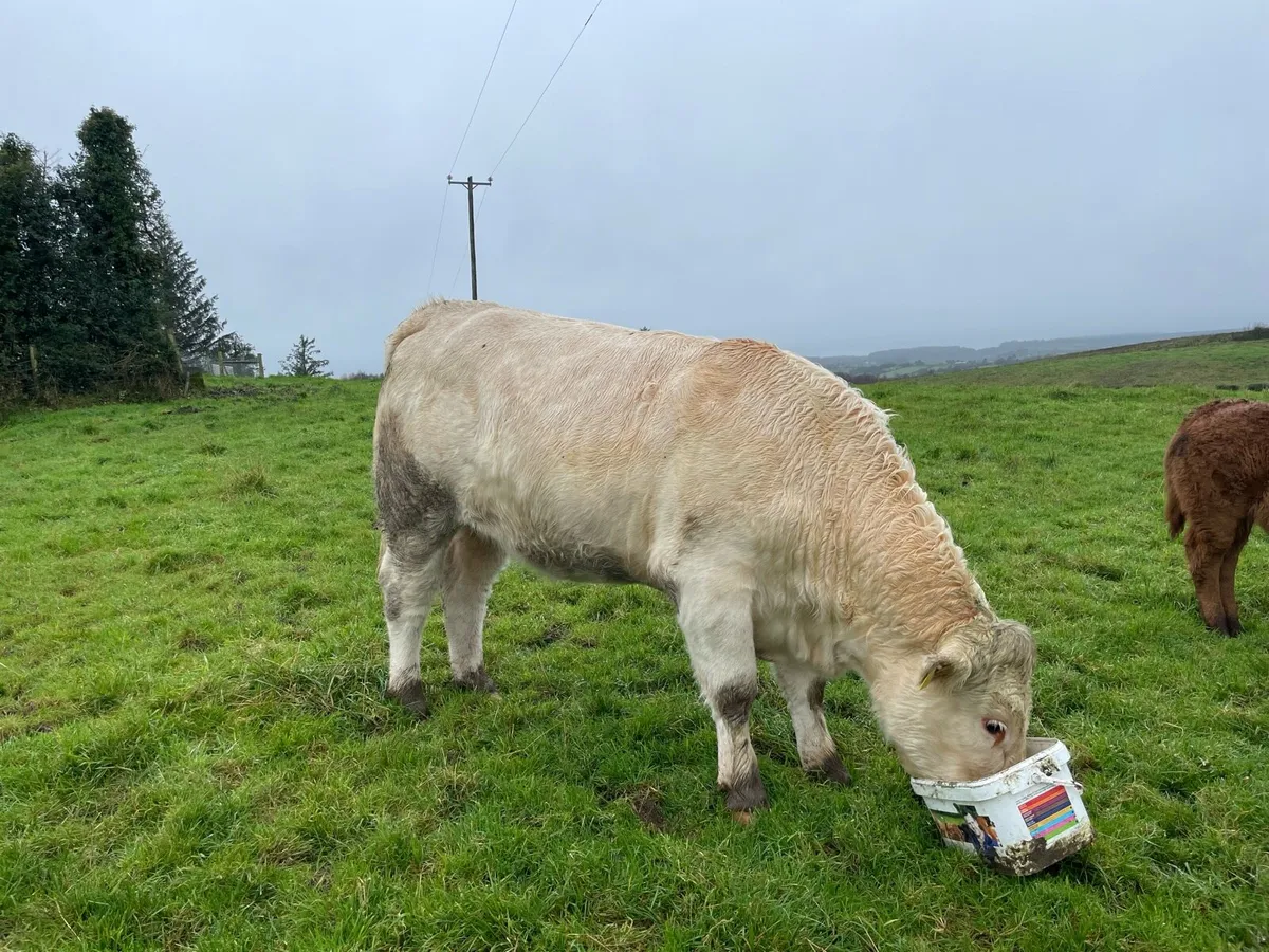 4 star Charolais Heifer - Image 2