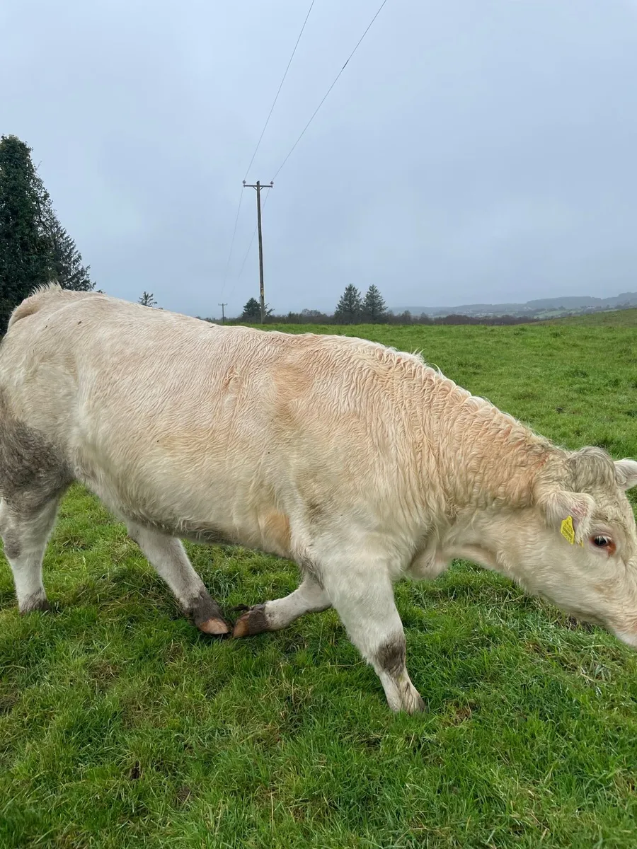 4 star Charolais Heifer - Image 3