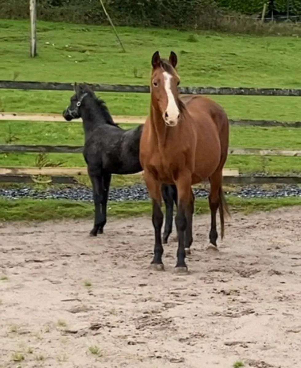 Colt foal Kings Cornet x Try Time x Clover Hill - Image 3