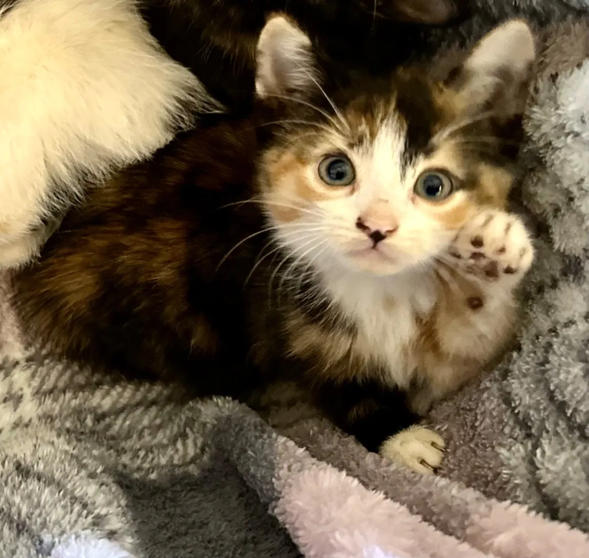 Beautiful Calico kittens 5 females Clonakilty - Image 1