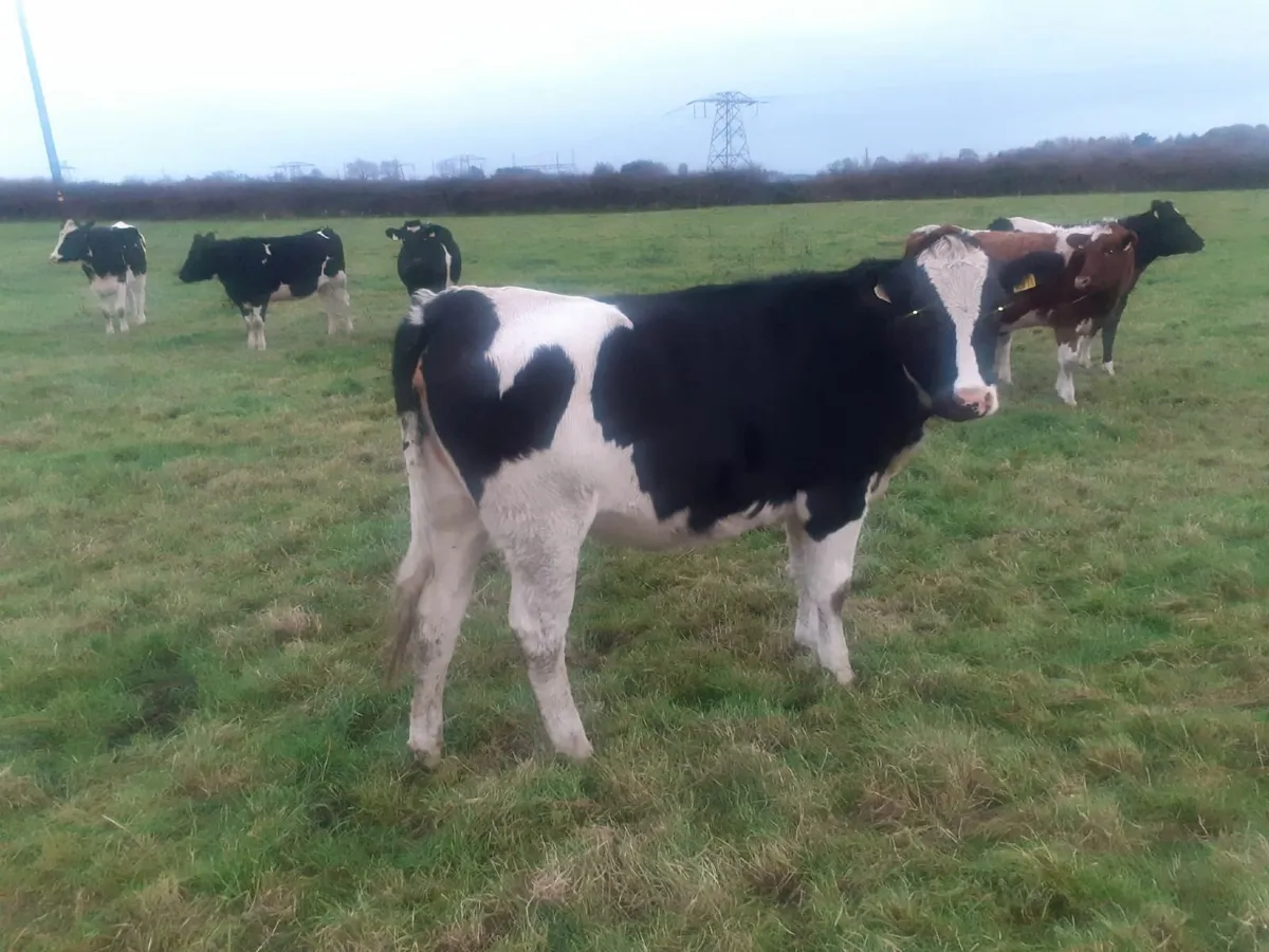 Fresian Heifers - Image 1