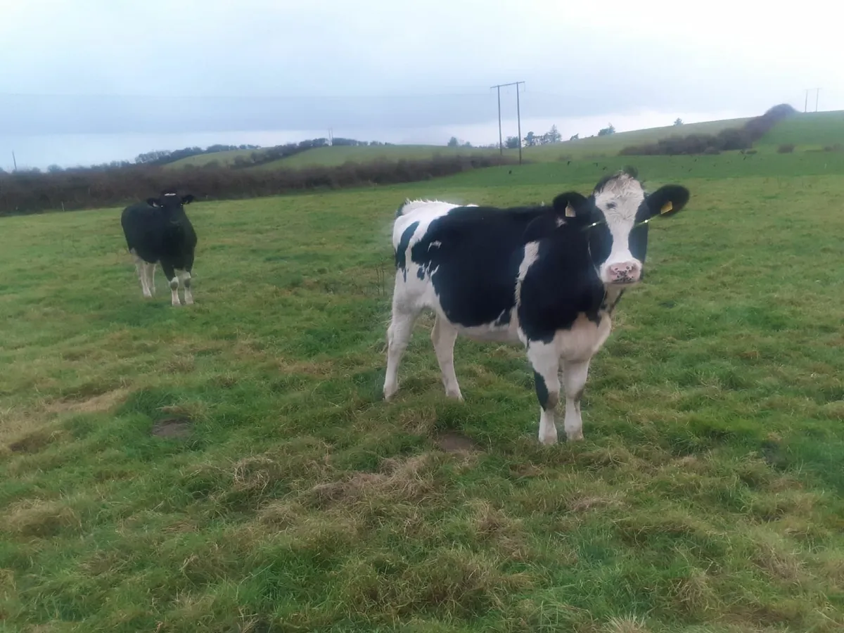 Fresian Heifers - Image 2