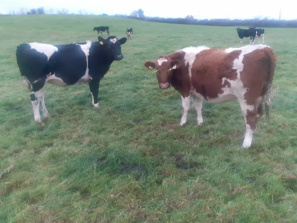 Fresian Heifers - Image 3