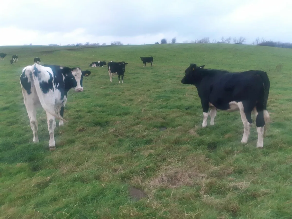 Fresian Heifers - Image 4