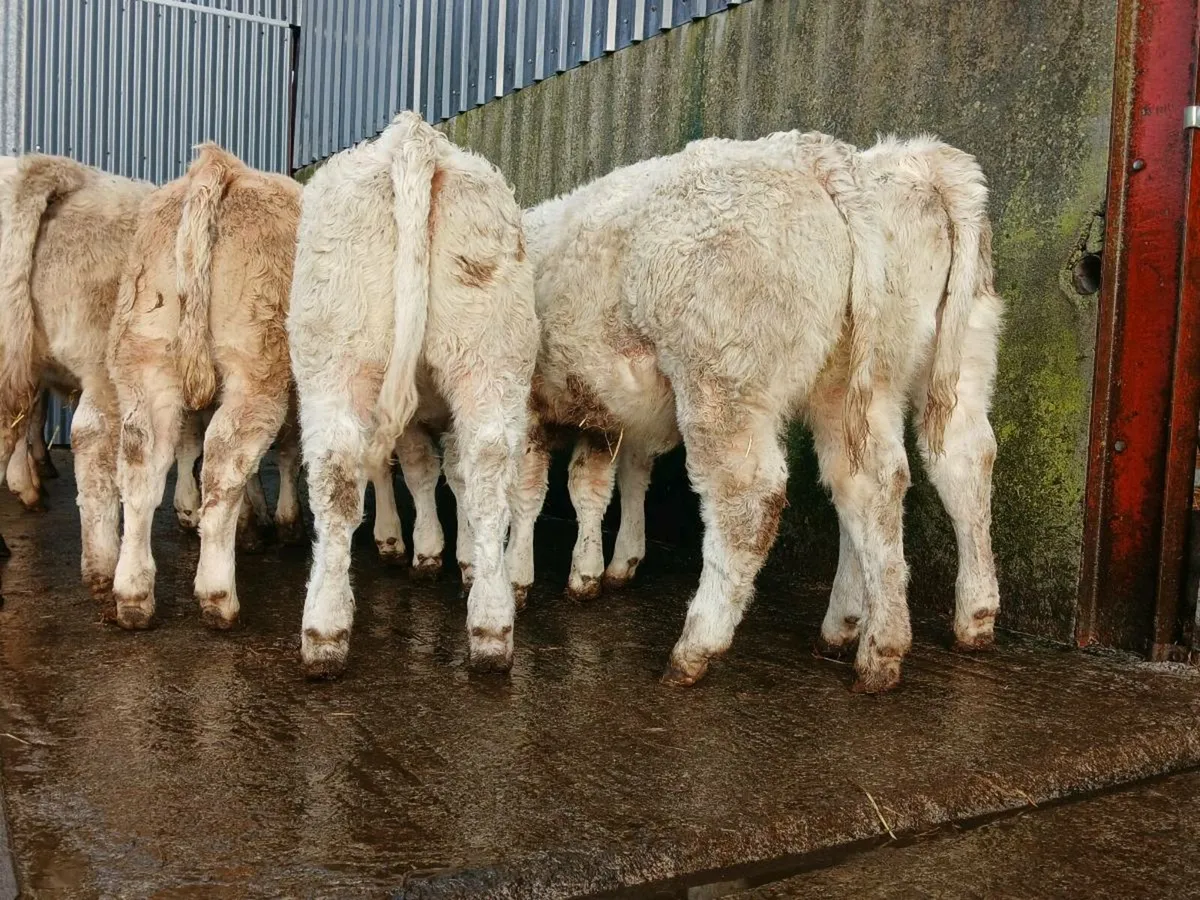 20 Super Charollais Heifer Weanlings - Image 1
