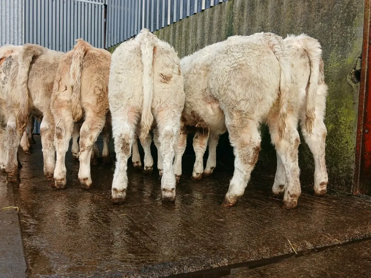20 Super Charollais Heifer Weanlings - Image 2