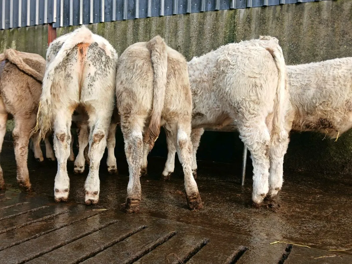20 Super Charollais Heifer Weanlings - Image 3