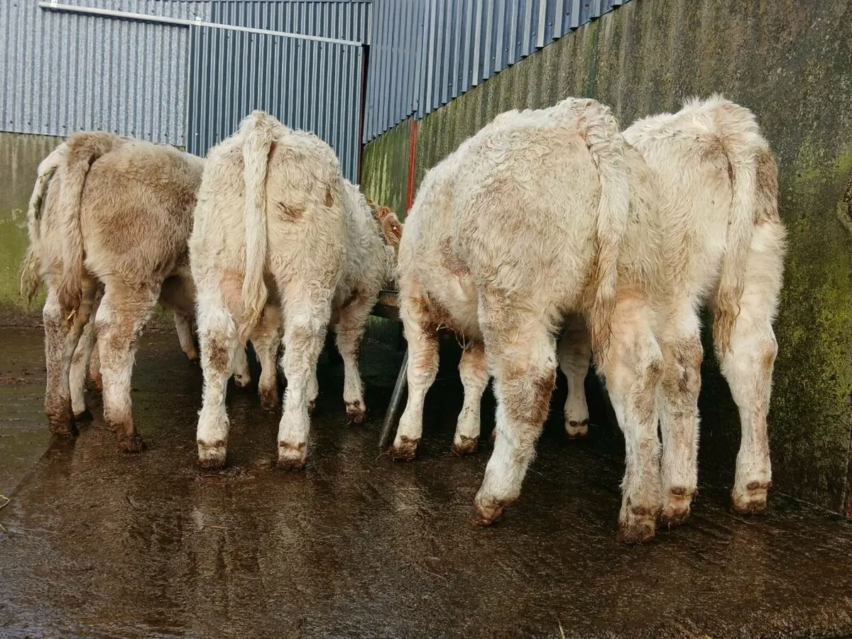 20 Super Charollais Heifer Weanlings - Image 4