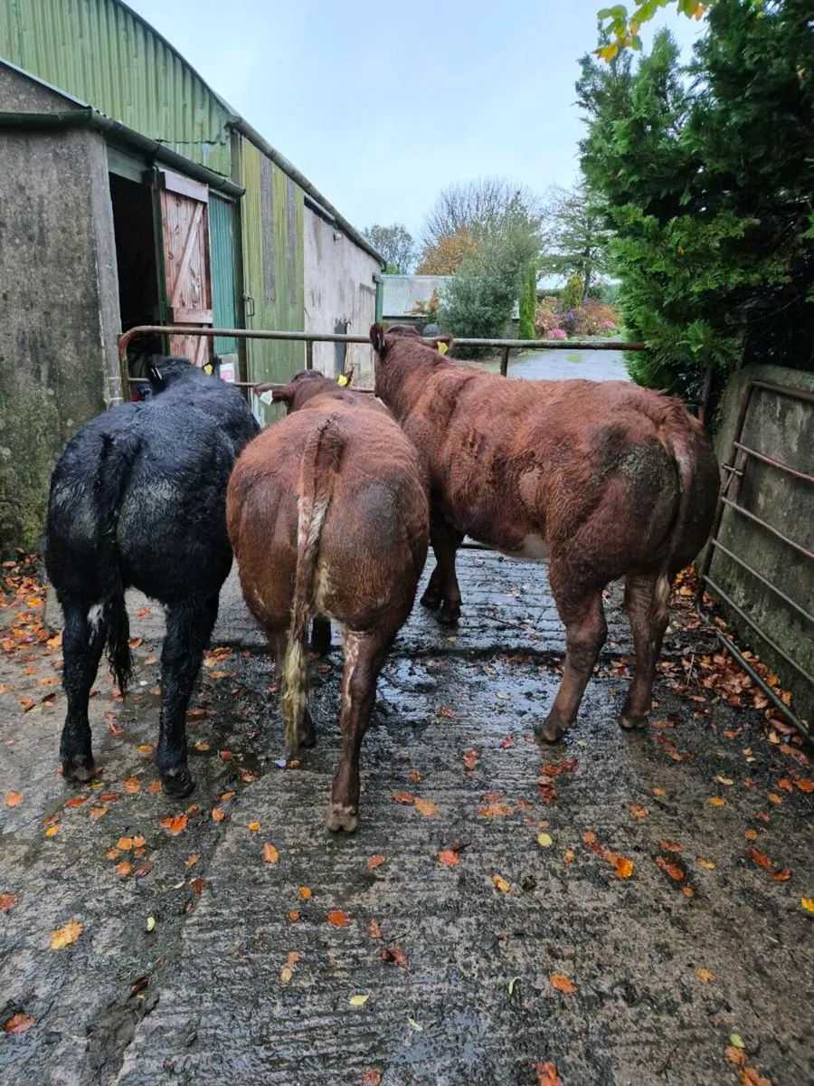 Breeding  heifers - Image 1