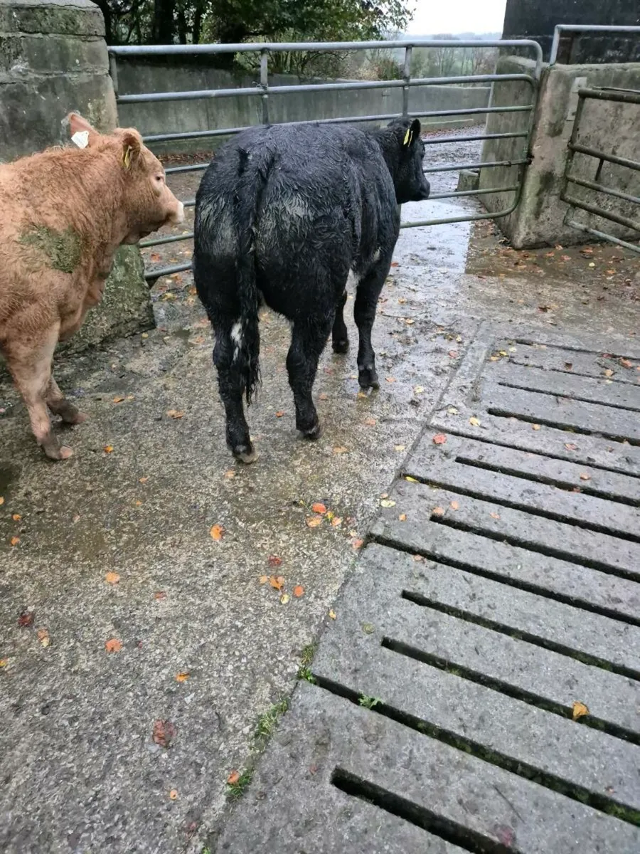 Breeding  heifers - Image 2