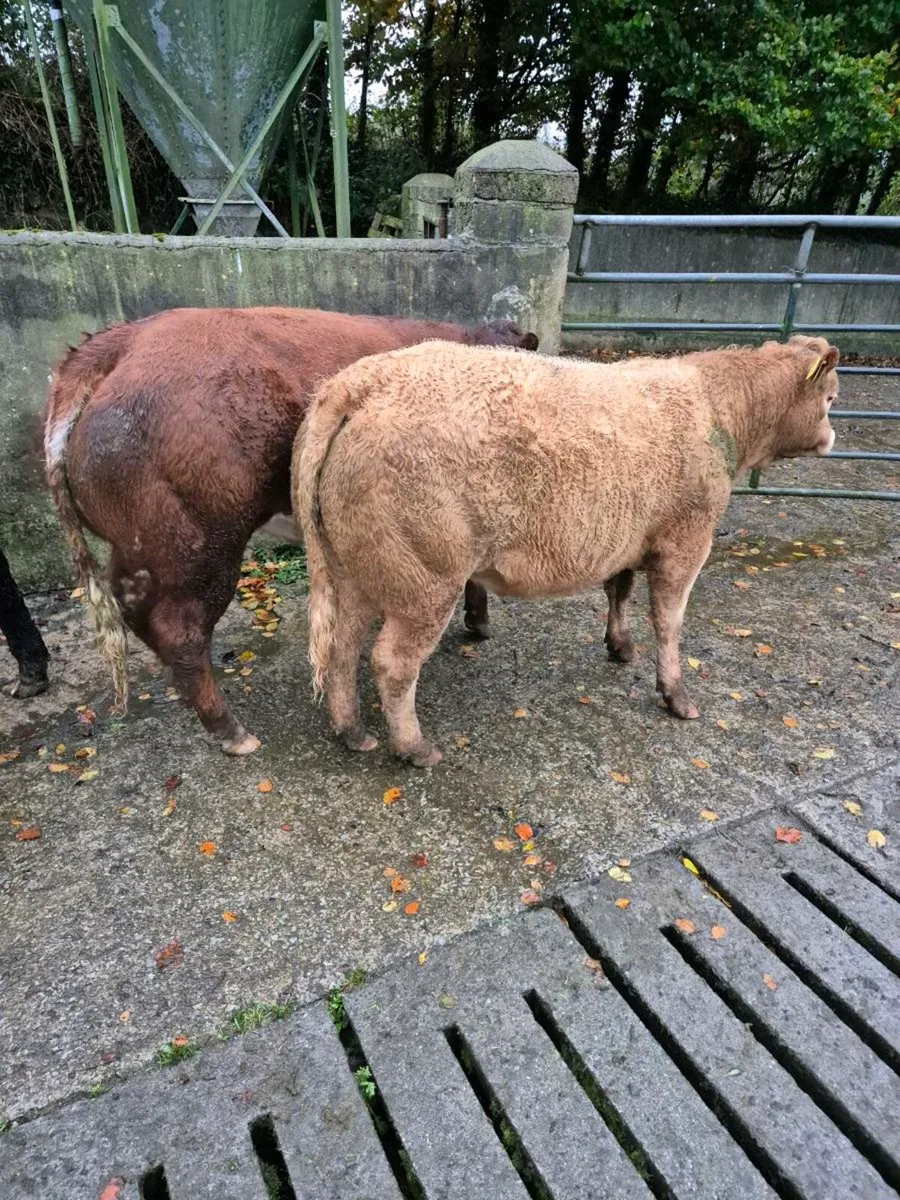 Breeding  heifers - Image 4