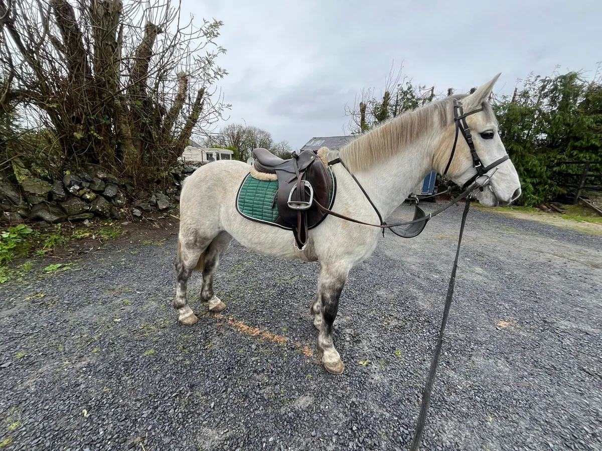 Connemara Pony - Image 1