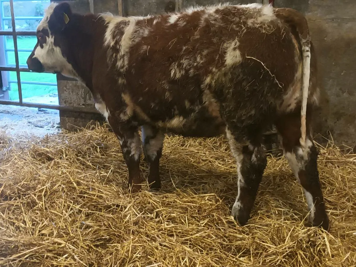 2  smashing Coloured  Heifer's for sale - Image 2