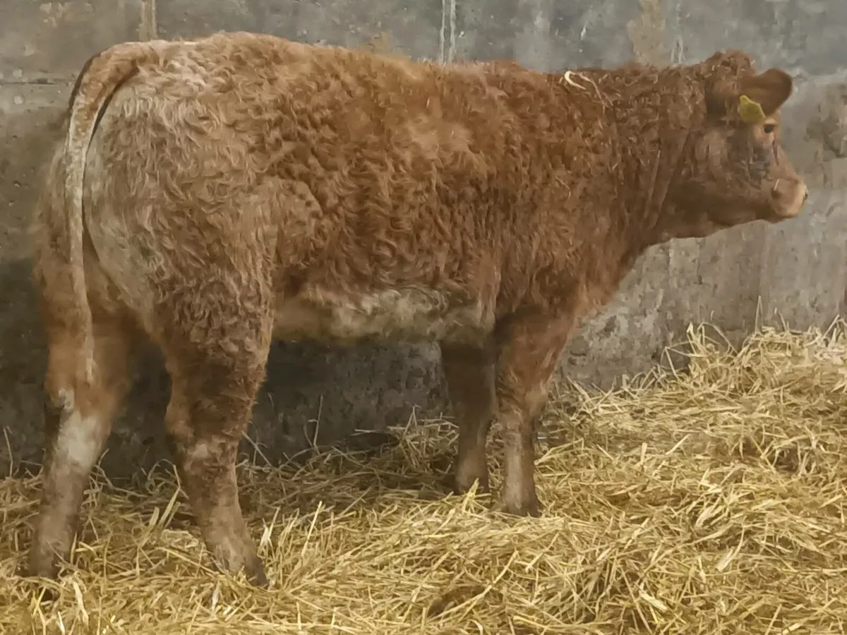 2  smashing Coloured  Heifer's for sale - Image 1