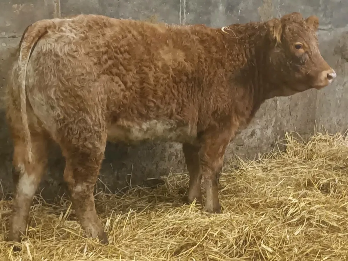 2  smashing Coloured  Heifer's for sale - Image 3