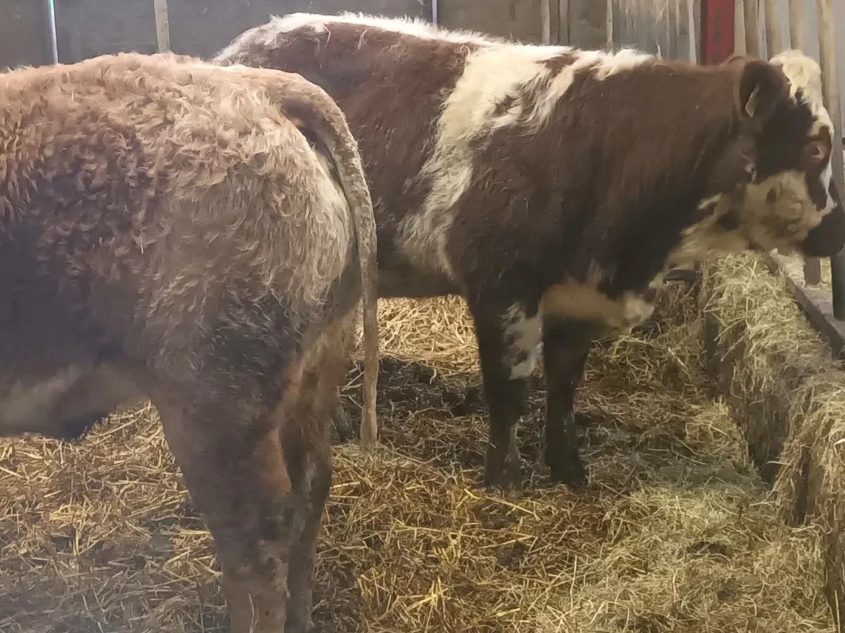 2  smashing Coloured  Heifer's for sale - Image 4