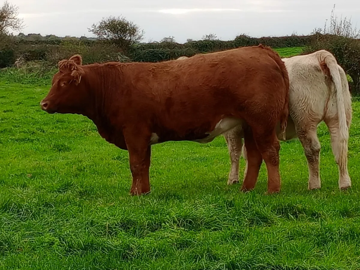 Springer heifers for Dowra mart Oct 29th - Image 1