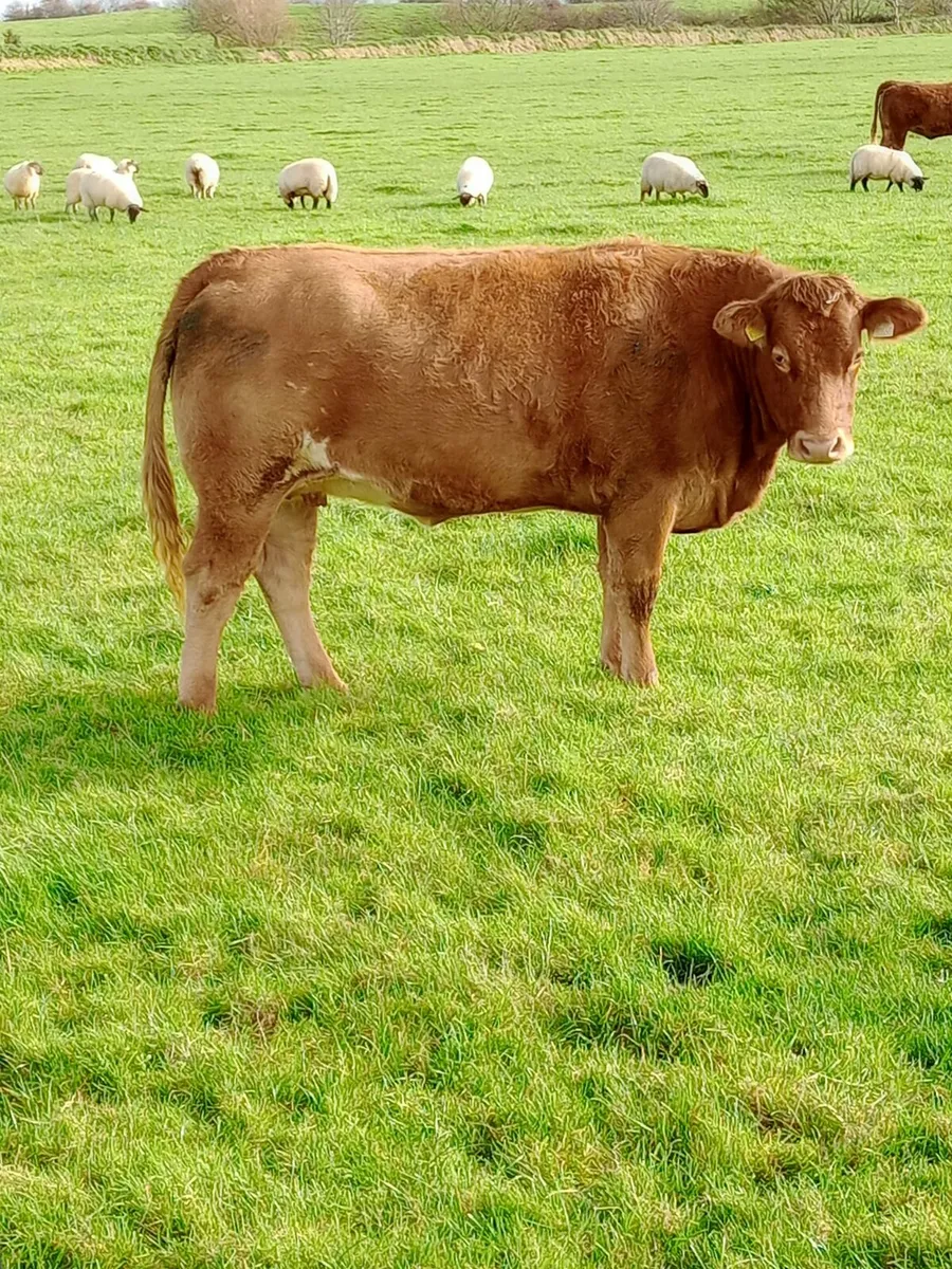 Springer heifers for Dowra mart Oct 29th - Image 2