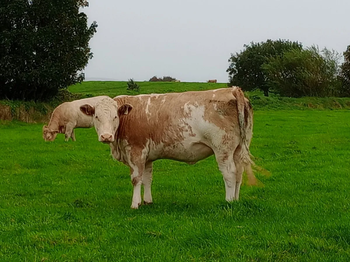 Springer heifers for Dowra mart Oct 29th - Image 3