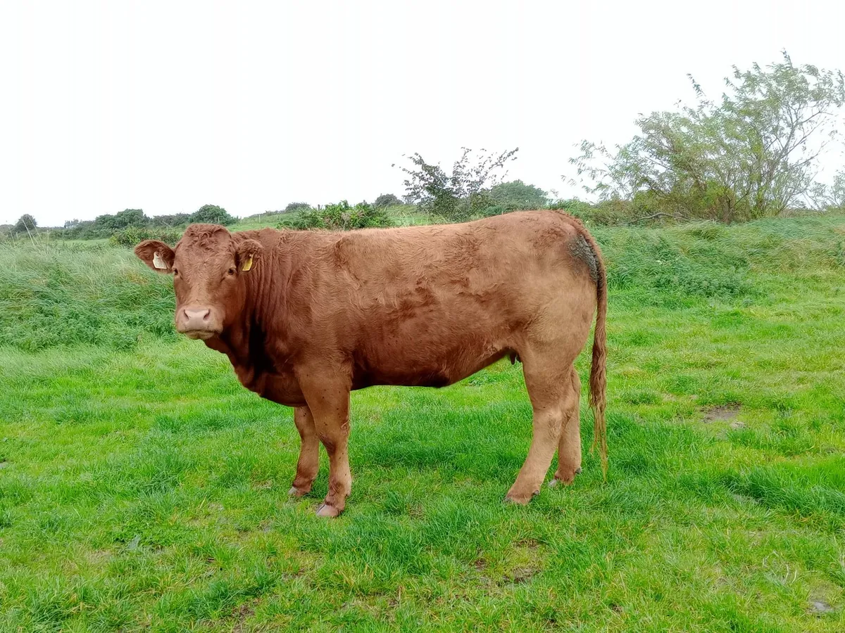 Springer heifers for Dowra mart Oct 29th - Image 4