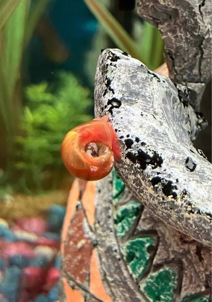 10 Golden Ramshorn aquarium snails free P&P - Image 1