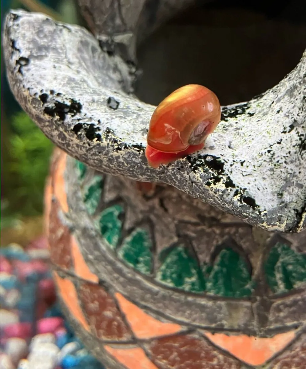 10 Golden Ramshorn aquarium snails free P&P - Image 2