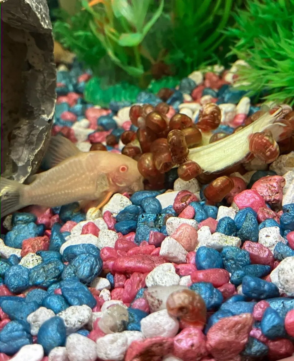 10 Golden Ramshorn aquarium snails free P&P - Image 3
