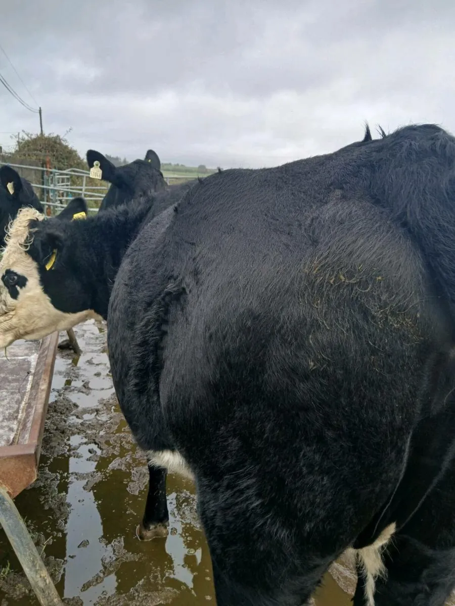 In calf heifers - Image 3