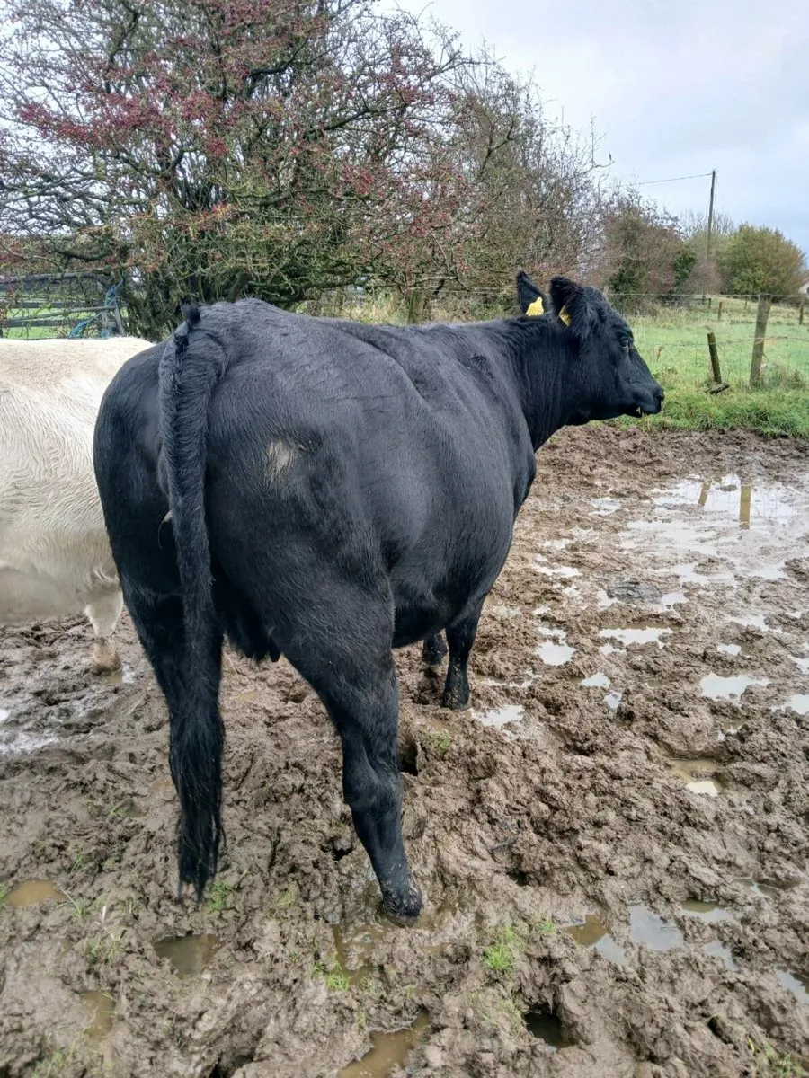 In calf heifers - Image 2