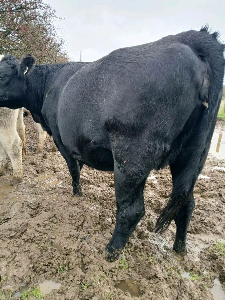 In calf heifers - Image 1