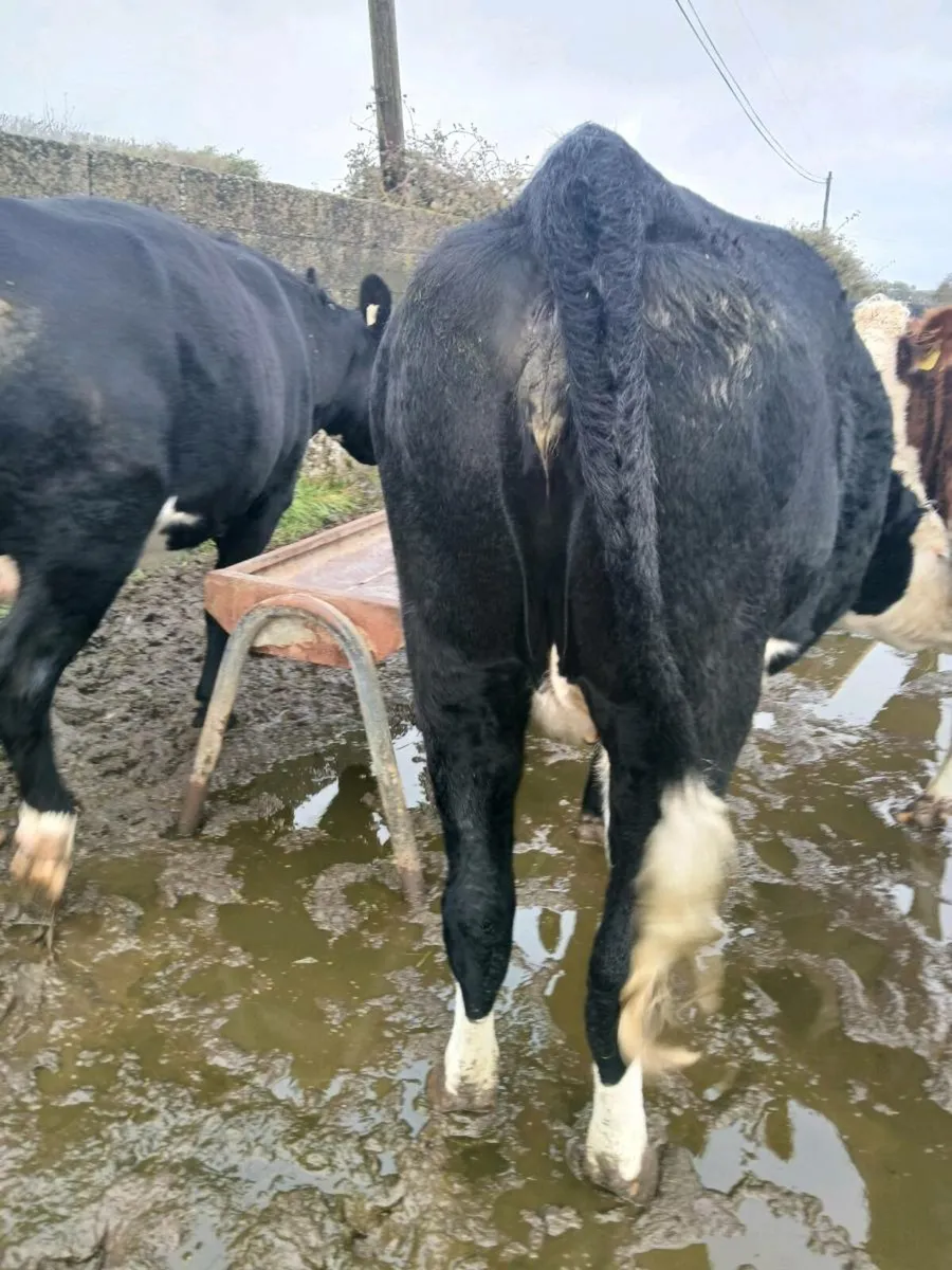 In calf heifers - Image 4