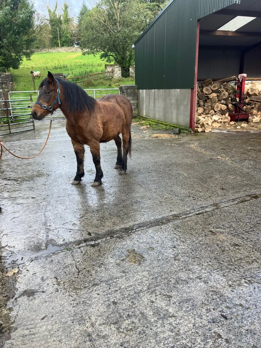 Horse - Image 1