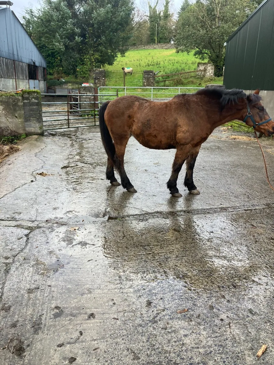 Horse - Image 2