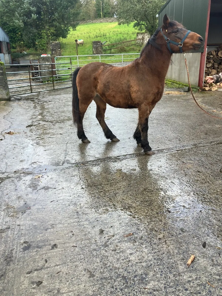 Horse - Image 3