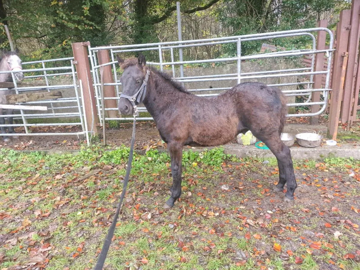 Connemara foals - Image 1