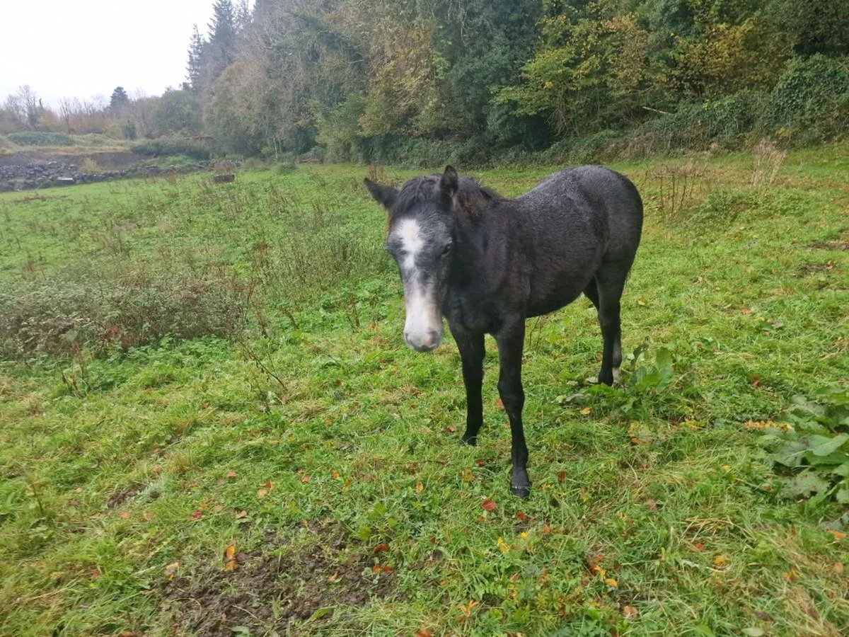 Connemara foals - Image 2