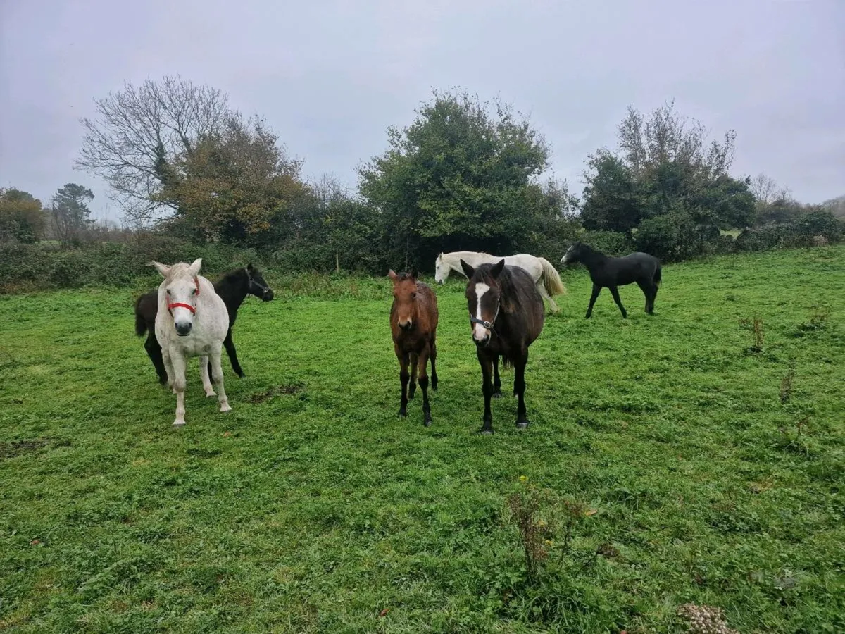 Connemara foals - Image 3