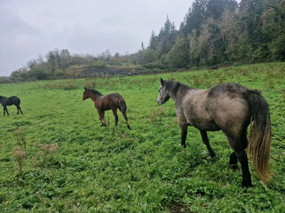 Connemara foals - Image 4