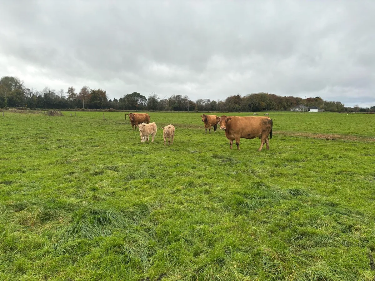 Cows and calves - Image 1