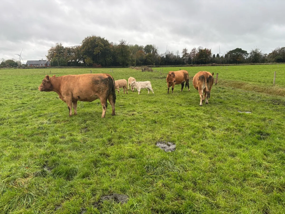 Cows and calves - Image 2
