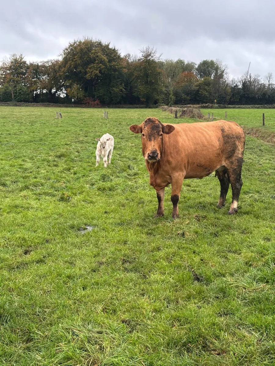 Cows and calves - Image 3