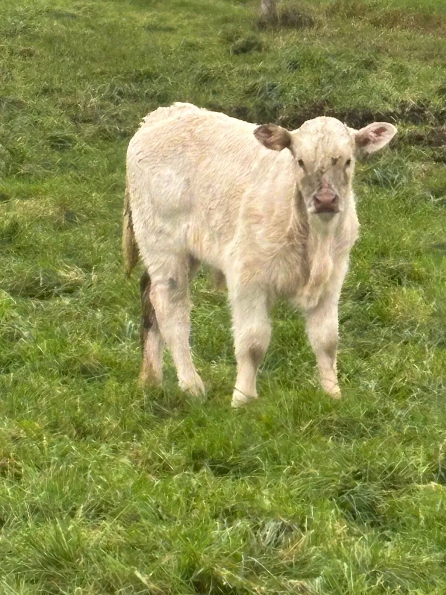 Cows and calves - Image 4
